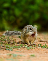 Mexican ground Squirrel