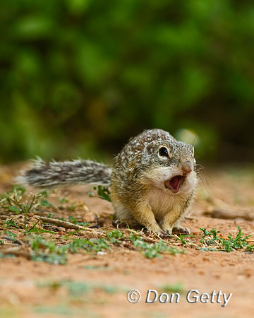 Mexican ground Squirrel