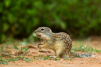 Mexican ground Squirrel