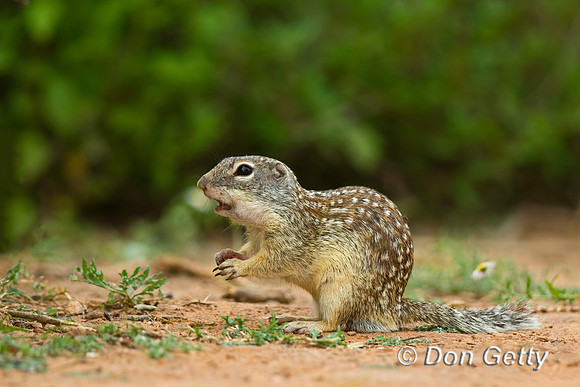 Mexican ground Squirrel