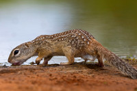 Mexican ground Squirrel