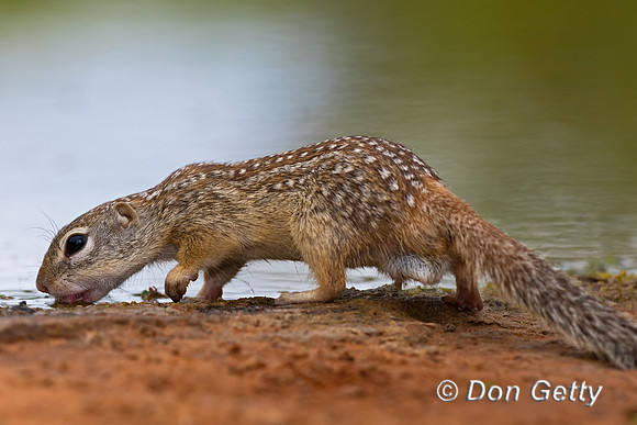 Mexican ground Squirrel