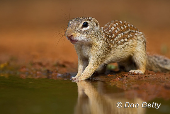 Mexican ground Squirrel