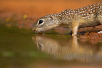 Mexican ground Squirrel