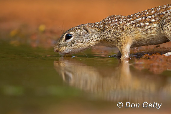Mexican ground Squirrel