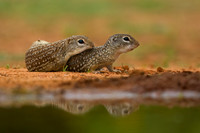 Mexican ground Squirrel
