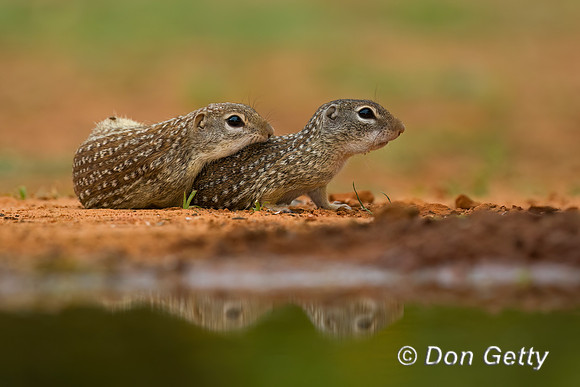 Mexican ground Squirrel