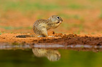 Mexican ground Squirrel