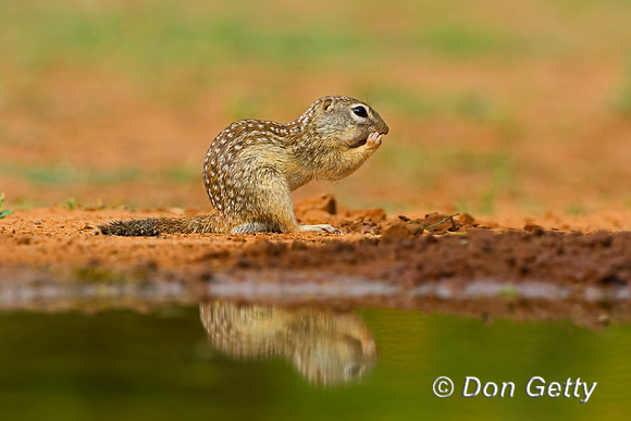 Mexican ground Squirrel