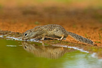 Mexican ground Squirrel