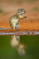 Mexican ground Squirrel