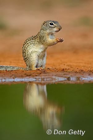 Mexican ground Squirrel