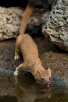 Long-tailed Weasel