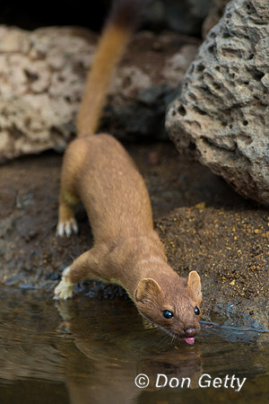 Long-tailed Weasel