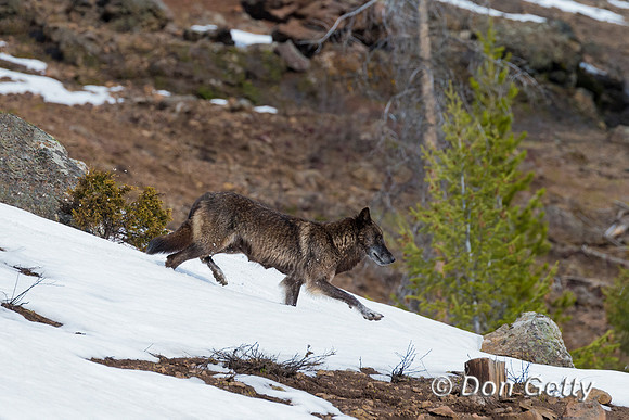 Wolf