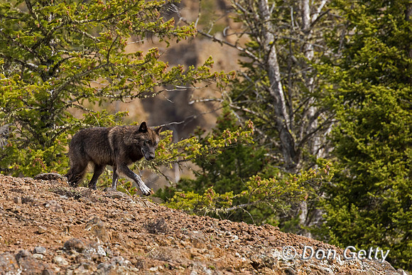 Wolf