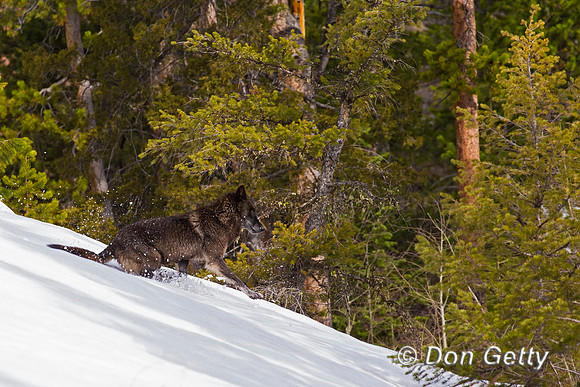 Wolf