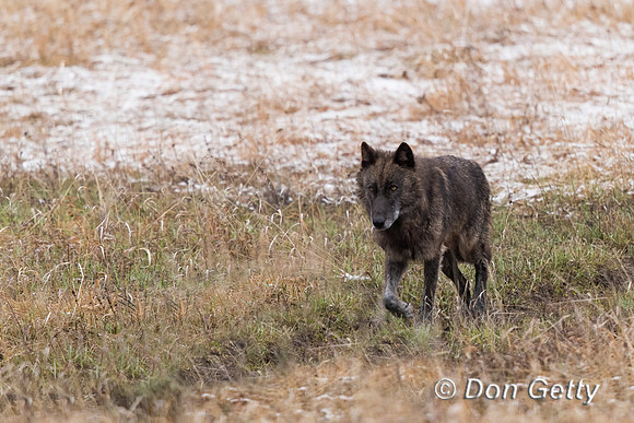 Wolf