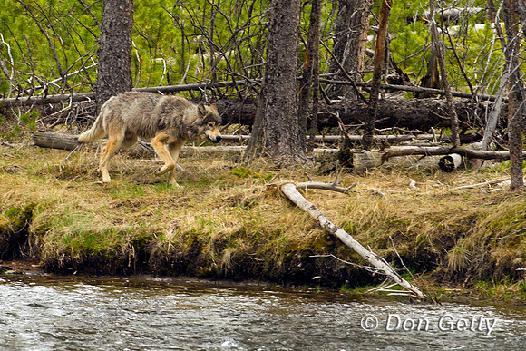 Wolf