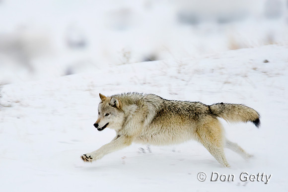 Wolf
