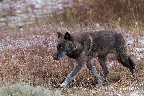 Wolf