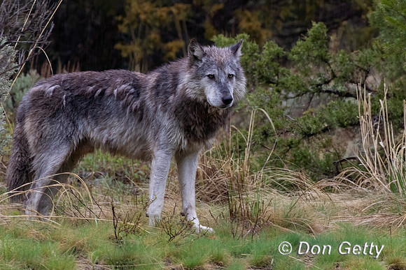 Wolf