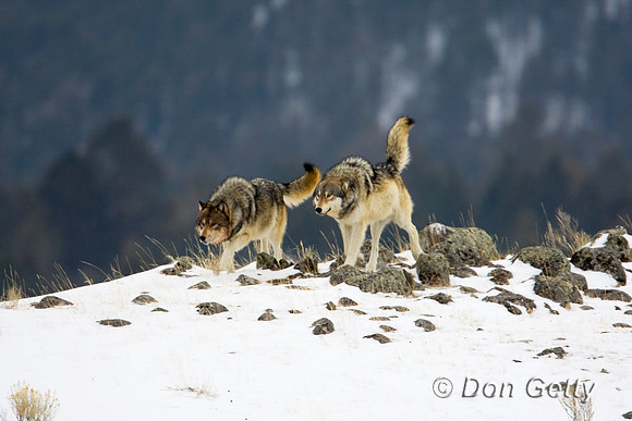 Wolf