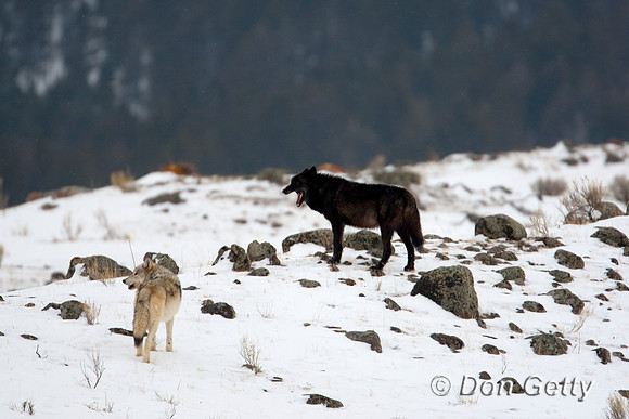 Wolf