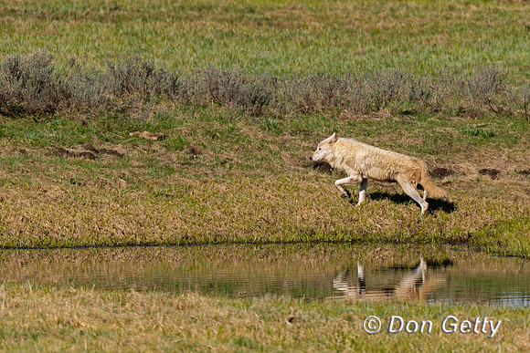 Wolf