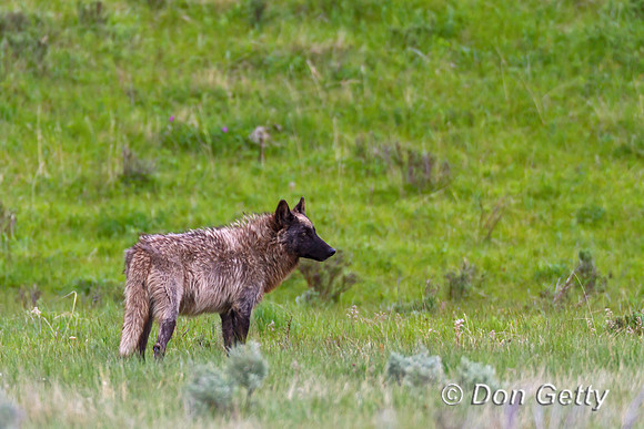 Wolf