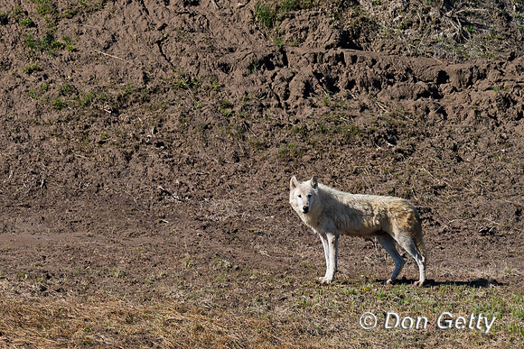 Wolf