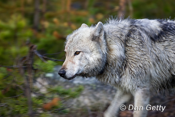 Wolf