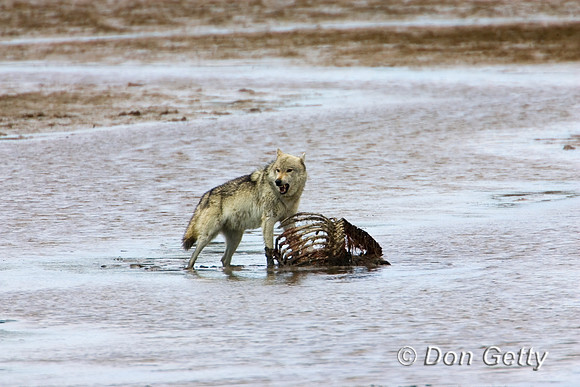 Wolf