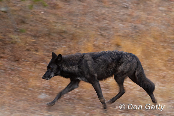 Wolf
