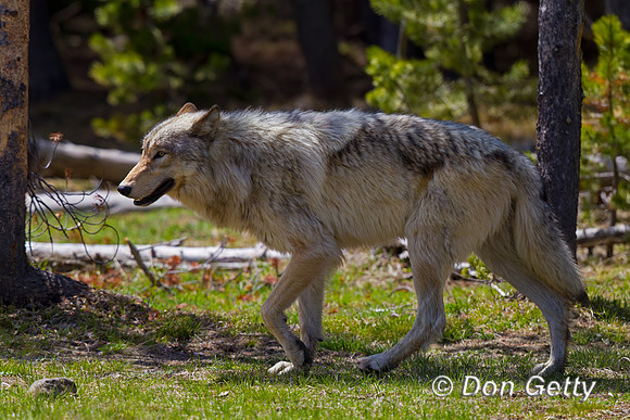 Wolf