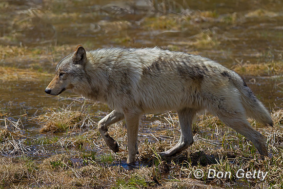 Wolf