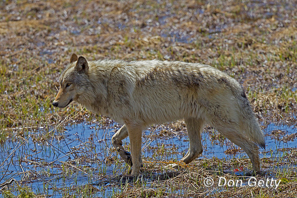 Wolf