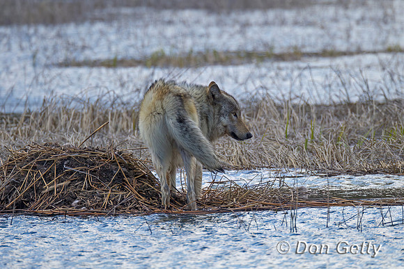 Wolf