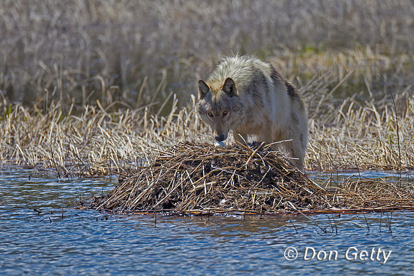 Wolf