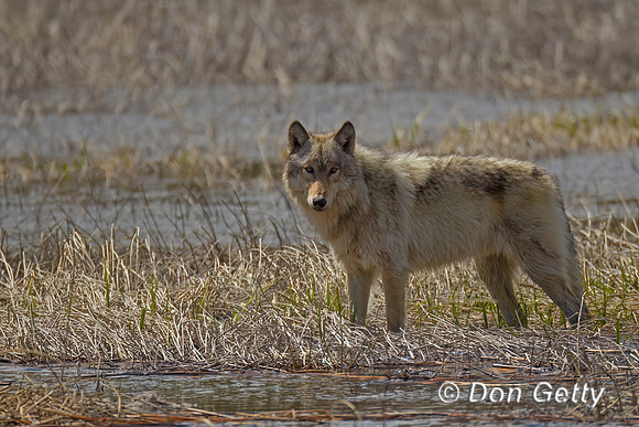 Wolf