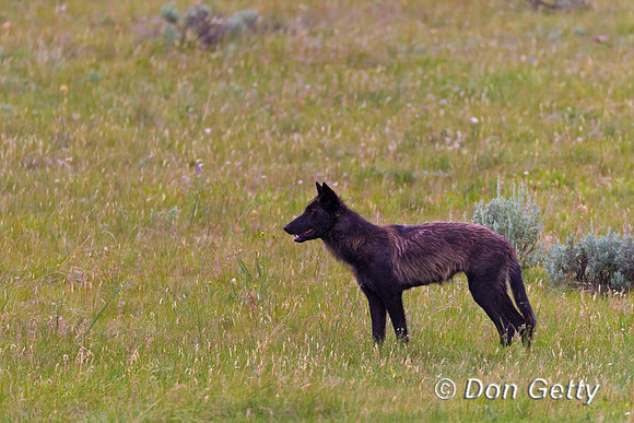 Wolf