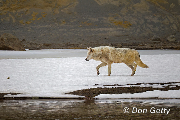Wolf