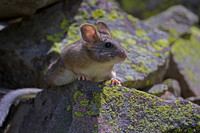 Bushy-tailed Woodrat