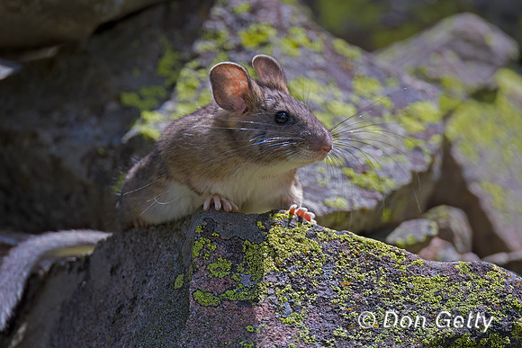 Bushy-tailed Woodrat