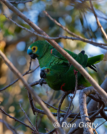Turquoise-fronted Amazon