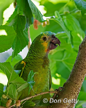 Turquoise-fronted Amazon
