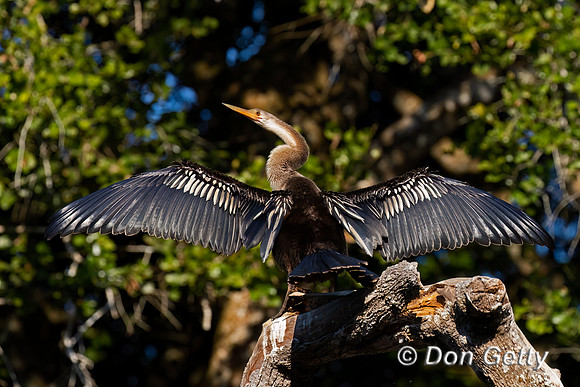 Anhinga
