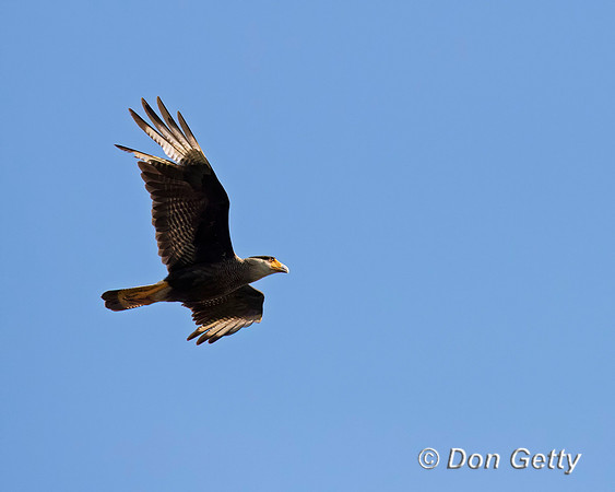 Caracara