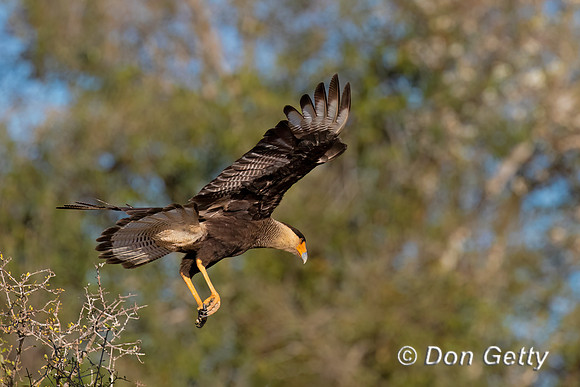 Caracara