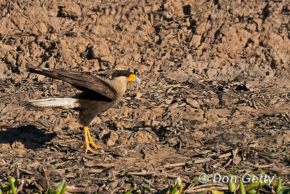 Caracara